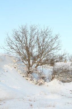 Kışın karla kaplı ağaç
