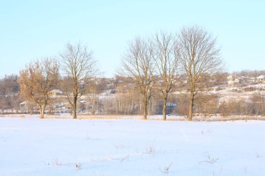 Parkta karla kaplı ağaçlarla kaplı kış manzarası