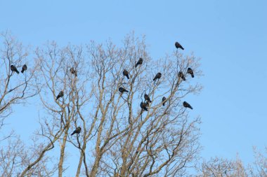 Parktaki ağaçtaki bir grup kuş..