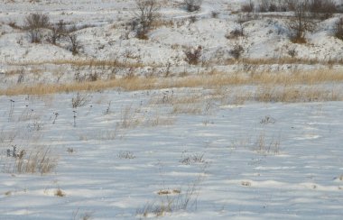 Parkta karla kaplı ağaçlarla kaplı kış manzarası.