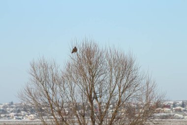 Ormanda bir daldaki kuş.