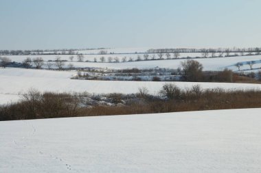 Ağaçlı ve tarlalı kış manzarası