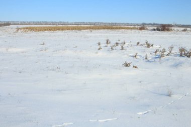 Karlı ve ağaçlı kış tarlası