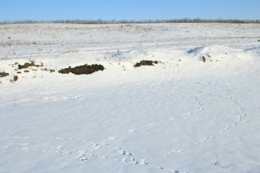 Kış manzarası, parkta karla kaplı ağaçlar, Rusya