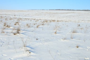 Kış çimenlerinin manzarası