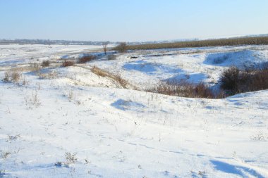 Kar - kış ormanlarındaki ağaçlar ve çalılar, Rusya, Sibirya