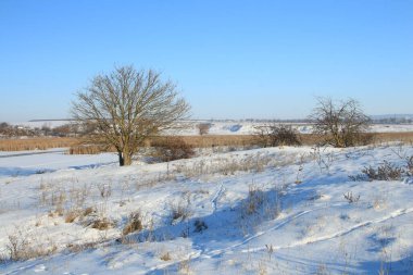 Kar ve ağaçlarla kaplı kış manzarası