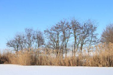 Karla kaplı ağaçlarla kaplı kış manzarası