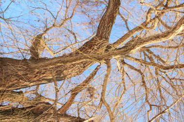 Kış mevsiminde ağaç dalları