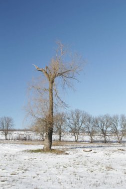 Karla kaplı ağaçlarla kaplı kış manzarası