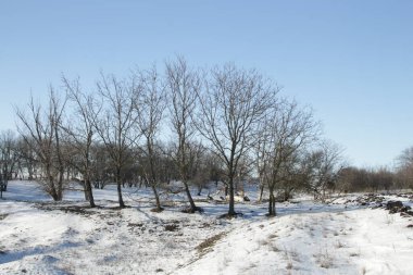 Kış manzarası, karlı ağaçlar