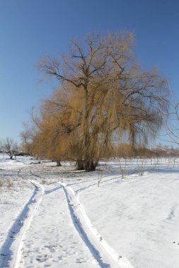 Kar ve ağaçlarla kaplı kış manzarası