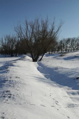 Kış ormanında karla kaplı ağaçlar. Ağaçlı kış manzarası