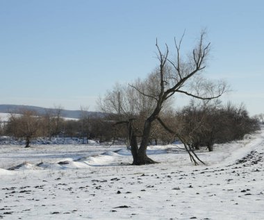 Karlı kış manzarası - ağaçlarla kaplı