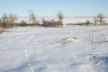 Kış manzarası. Karlı Orman.