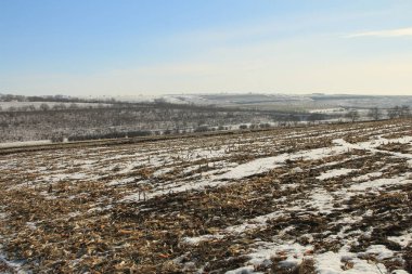 Karlı ve ağaçlı kış tarlası