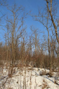 Karlı kış manzarası