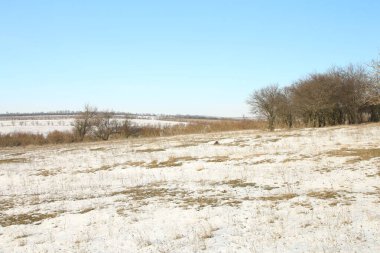 Kışın ağaçların tarlası