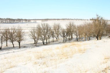 Kış manzarası, ağaçlar, doğa