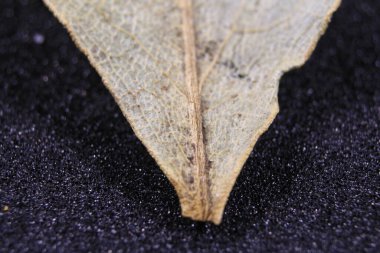 Yaprağın kapağını kapat