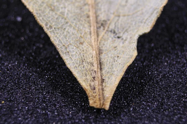 Yaprağın kapağını kapat