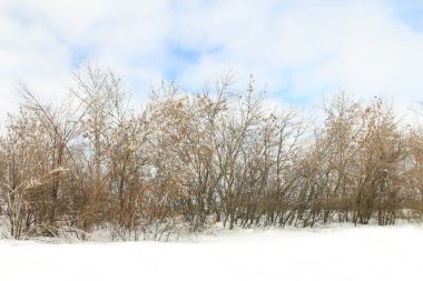 Kar - kış ormanında ağaçlarla kaplı
