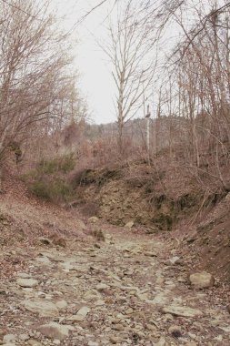 Nehirli güzel bir manzara