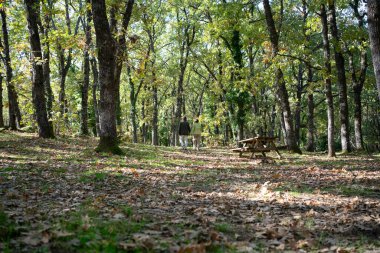 Kıdemli çift ormanda sonbahar yapraklarıyla kaplı bir patikada sakin bir yürüyüşün tadını çıkarıyor.