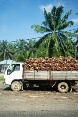 Beyaz kamyon, tarım ve palmiye yağı endüstrisini sembolize ederek, hasat edilmiş palmiye meyvelerini bir çiftlikte taşıyor.