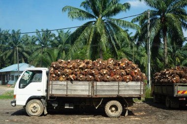 Bir fidanlıkta içi meyve dolu beyaz kamyon işleme hazır.