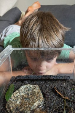 Genç çocuk kanepede uzanıyor, teraryumda kurbağaları gözlemliyor, doğayı öğreniyor.