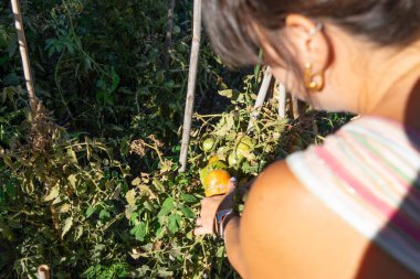 Açık havada sağlıklı bitkilerden domates toplayan bir kadın.
