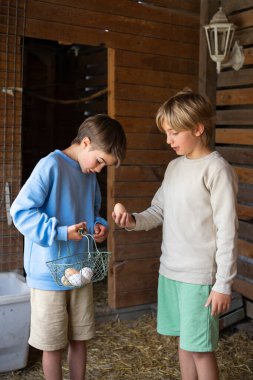 İki çocuk çiftlikteki tavuk kümesinde taze organik yumurta topluyor.