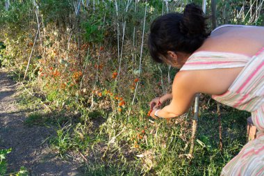 Arka bahçedeki bitkilerden taze domates toplayan kadın organik olarak yetiştirilmiş.