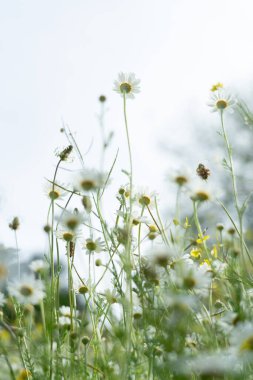 Parlak gökyüzünün altındaki çayırlarda açan papatyalar doğayı ve büyümeyi kutluyorlar.