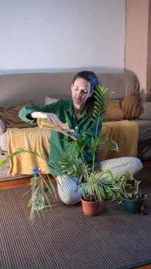 Bitki bakımı için yeşil bitki yapraklarından tozu dikkatlice silen kadın.