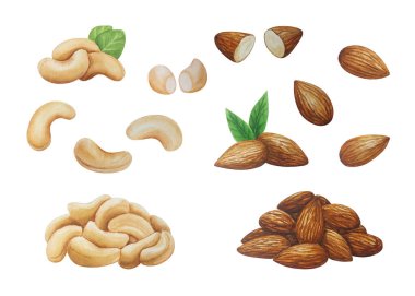 Ceviz ve badem suluboya seti. Beyaz arka plan. Tasarımın için.