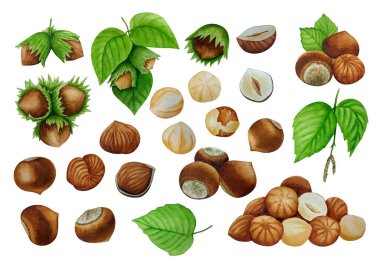 Suluboya fındık seti. Beyaz arka plan. Tasarımın için.