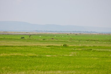 Yeşil alan dağ mavi gökyüzü