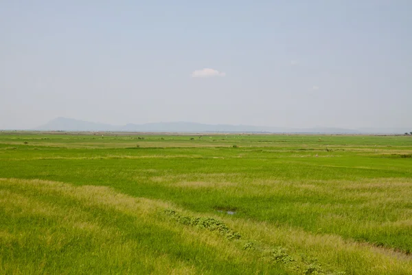 Yeşil pirinç tarlası