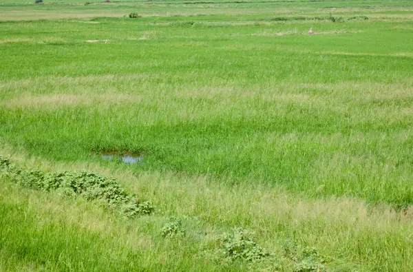 Zielony liść ryżu. — Zdjęcie stockowe