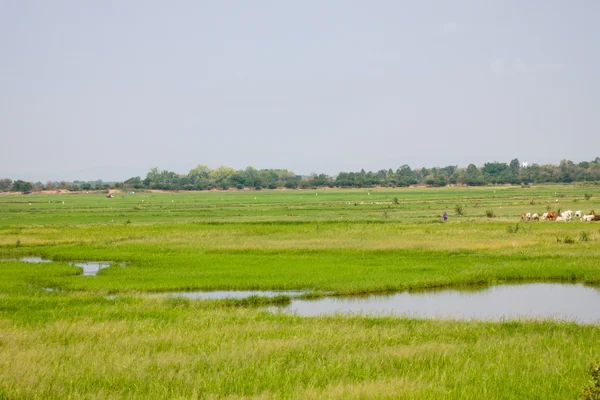 Pré de vaches — Photo