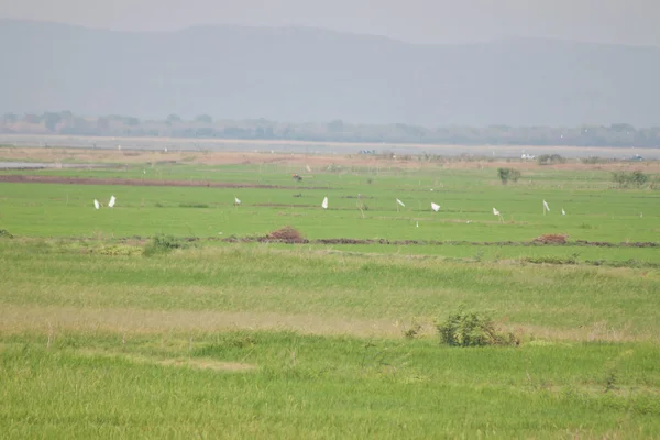 Alan ve mavi dağ mavi gökyüzü 