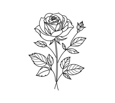 Gül. Minimalist gül çizgisi çizimi. Beyaz arka planda el çizimi, duvar sanatı, baskılar, dövmeler, markalaşma, düğün tasarımı ve modern dekor için mükemmel..