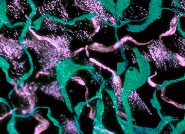 Spectacular abstract fantasy pattern 51