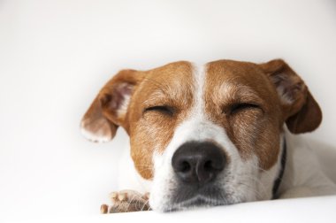 Uykulu köpek - uykulu Jack Russell Terrier