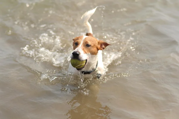 Anjing bermain bola tenis di pantai. Jack Russell Terrier — Stok Foto