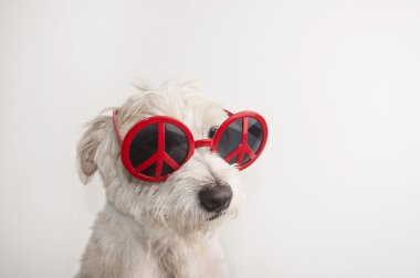 Beyaz arka plan üzerinde kırmızı güneş gözlüğü güzel köpek. Jack Russell Terrier. Barış.