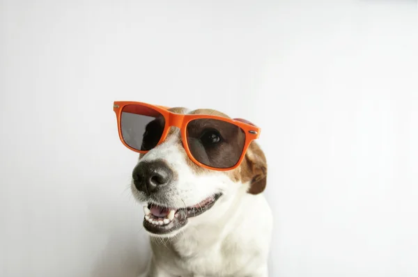 Joyeux Jack Russell Terrier Chien portant des lunettes. Portrait de chien sur fond blanc — Photo