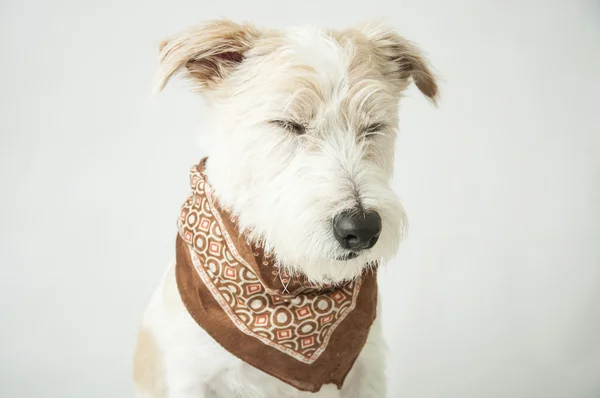 Jack Russell Terrier Chien, les yeux fermés, portant une écharpe brune, isolé sur fond blanc — Photo